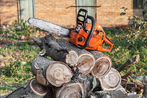 Professional Tree Service in Williston, SC